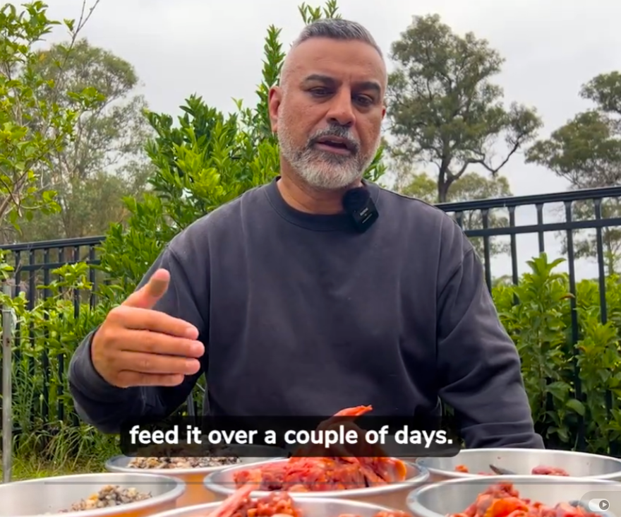 Why we formulated our Allergy Meal Packs for Dogs.