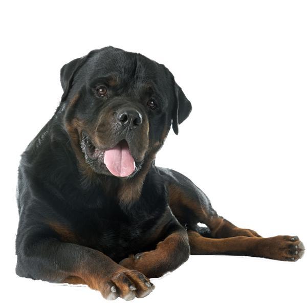Dogs | No Health Issues 41 - 50kg