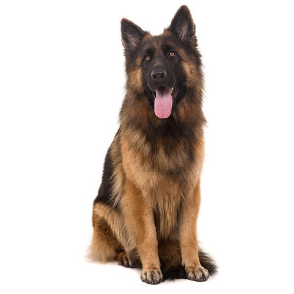Dogs | No Health Issues 31 - 40kg
