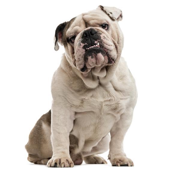 Dogs | Sensitive Skin 21 - 30kg