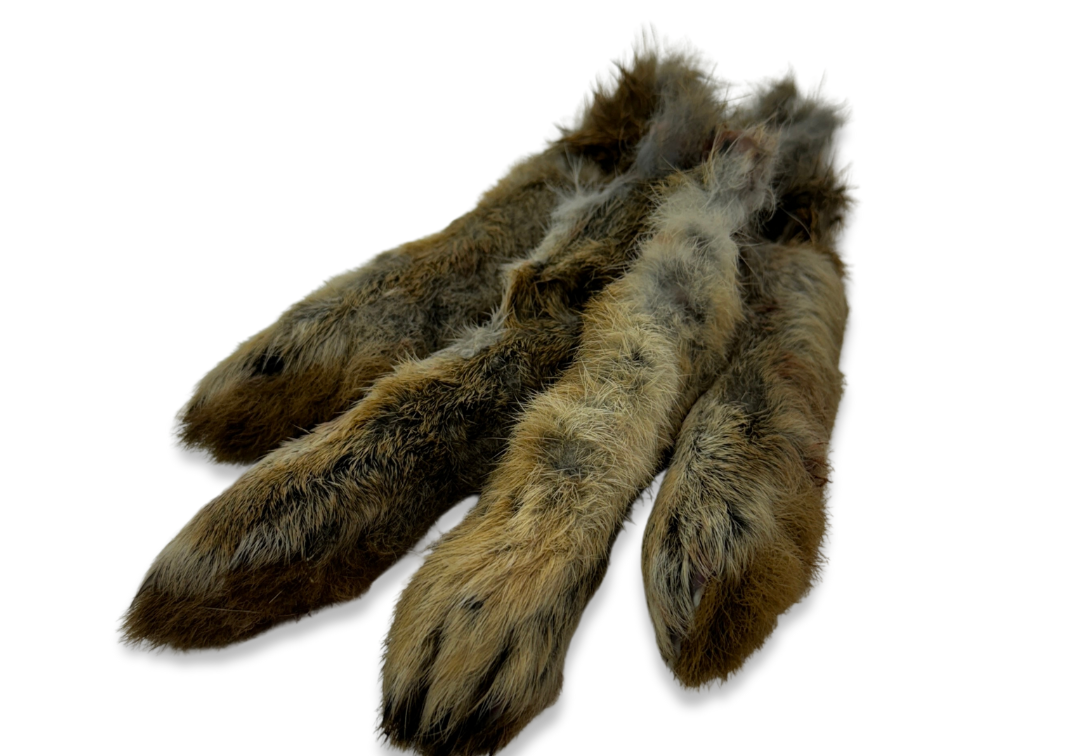 close up view for rabbit feet