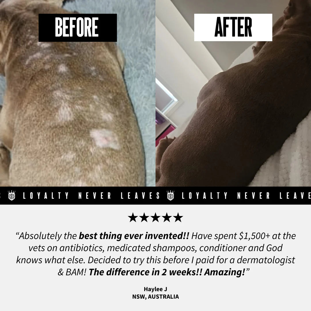 COMPLETE CARE PACK | Canine Allergies &amp; Skin issues