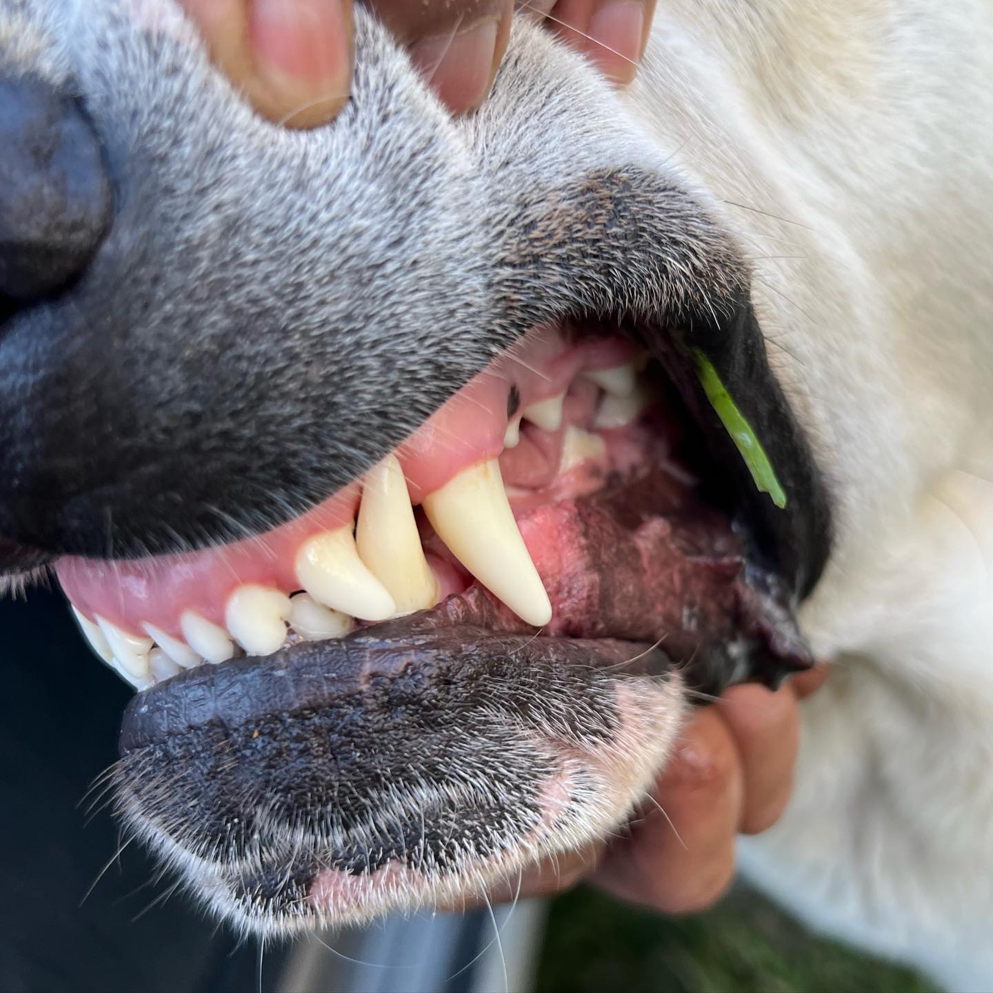 Raw Bones for Dental Health