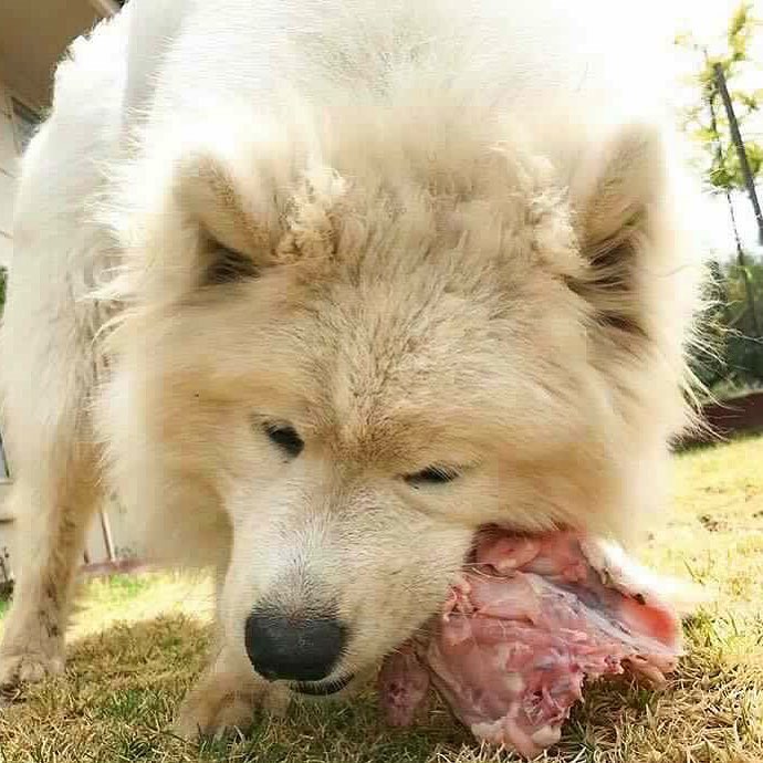 WE DON'T SELL PET FOOD!