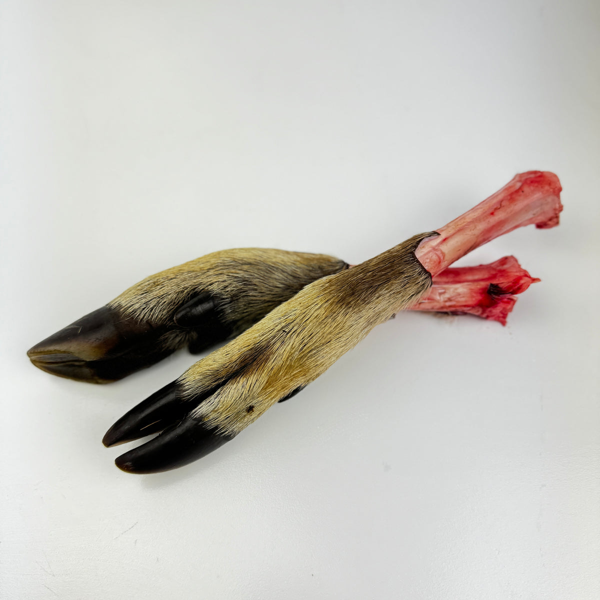 Primal Carnivore Core Pack