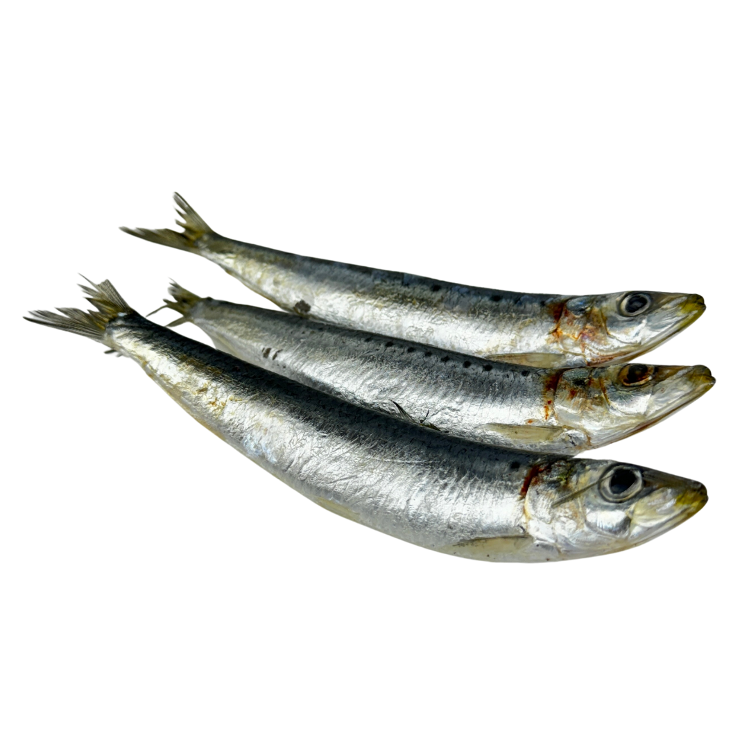 Whole raw sardines for dogs, omega-3 for skin and coat