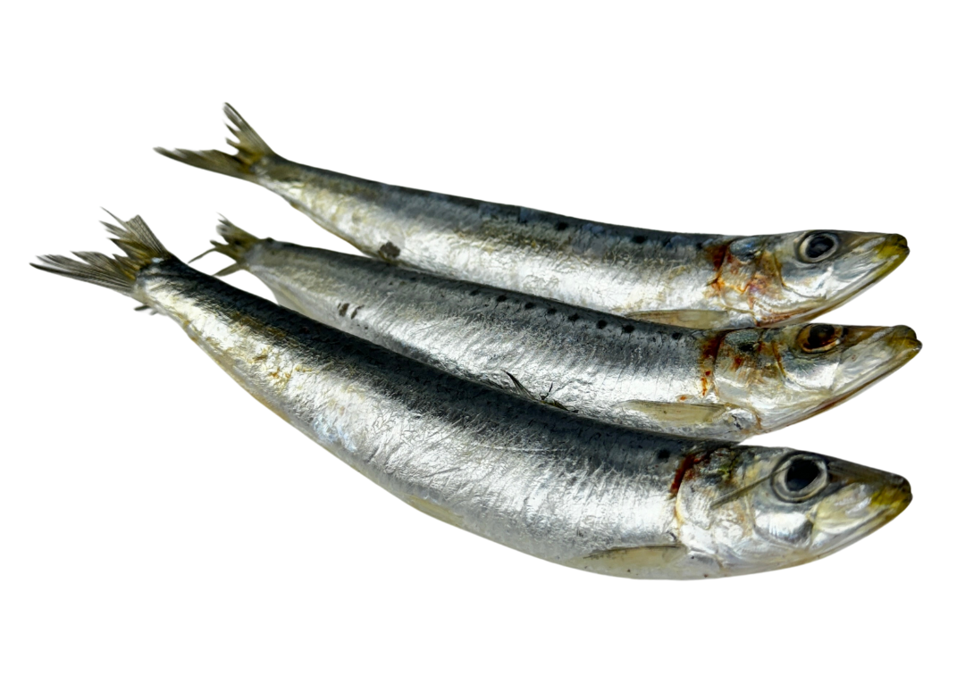 Raw Cat Food Australia