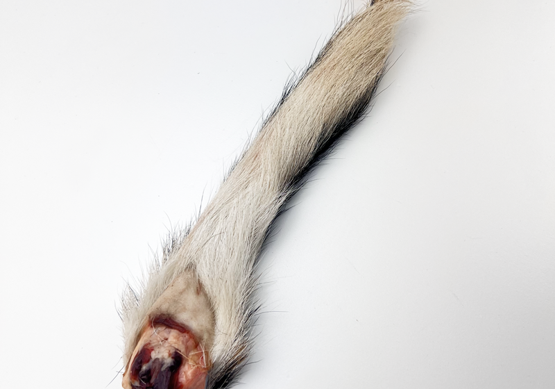 iraw unprocessed wild deer tails for dogs and puppies.