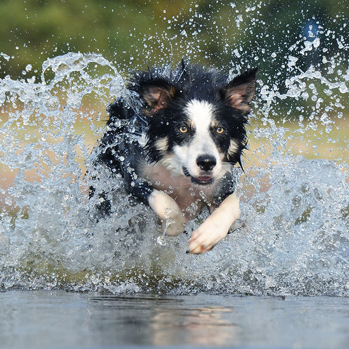 Prey Model Raw Dog Food