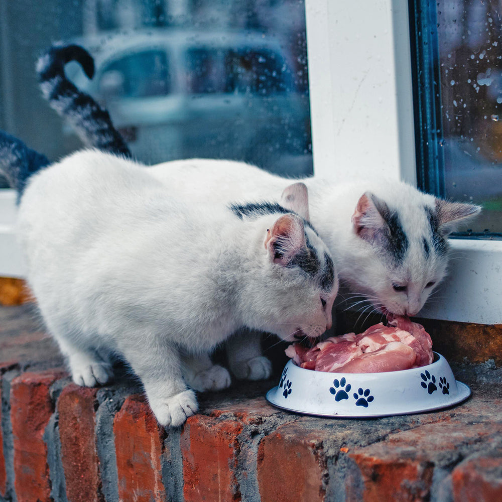 Two cats eating raw meaty bones