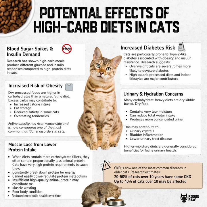 Why Raw Food is Essential for Cats