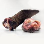 Wild Australian Deer Ears