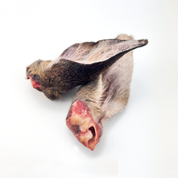 Wild Australian Deer Ears