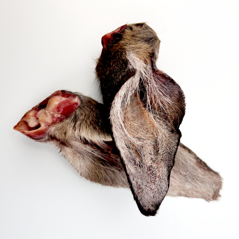 Wild Australian Deer Ears