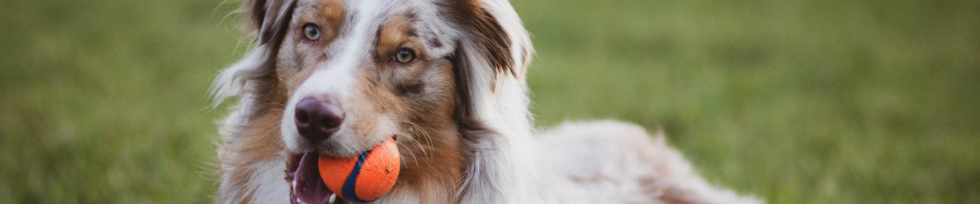 Raw Feeding For Dog Range