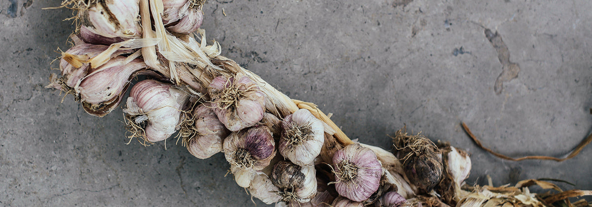 Health Benefits of Garlic for Dogs