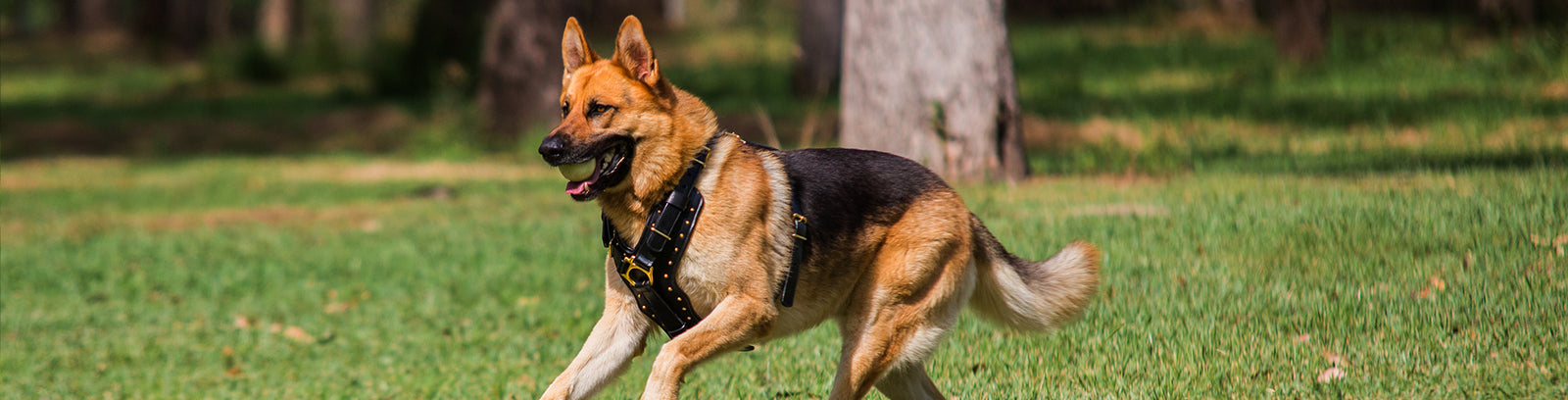 Raw Dog Food Near Me