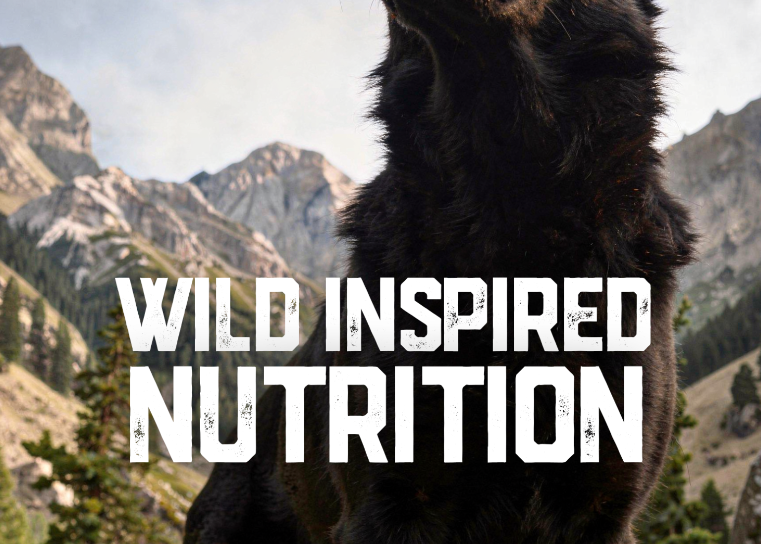 german-shepherd-mountain_pose3.png