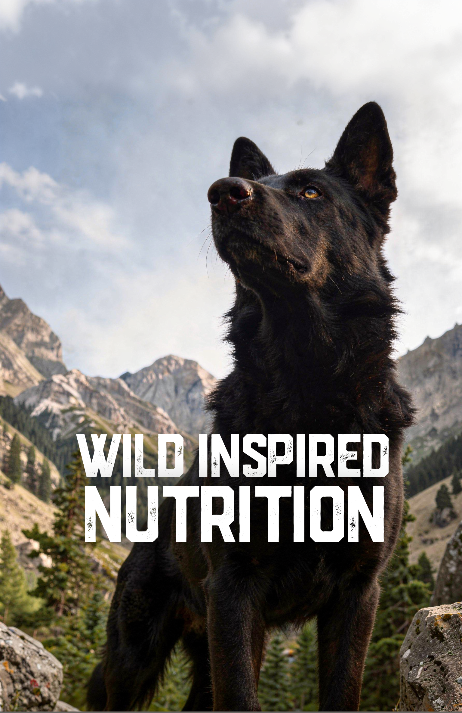 german-shepherd-mountain_pose3.png