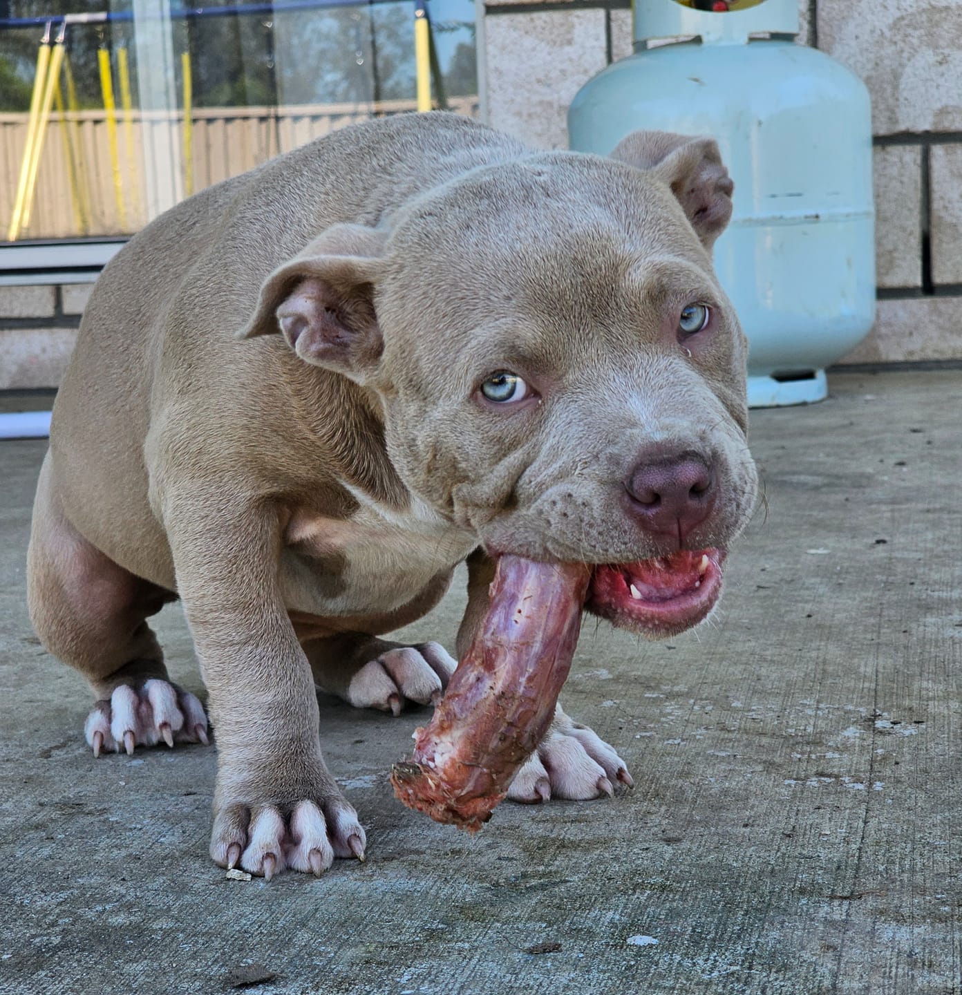 Your Dog Won’t Starve