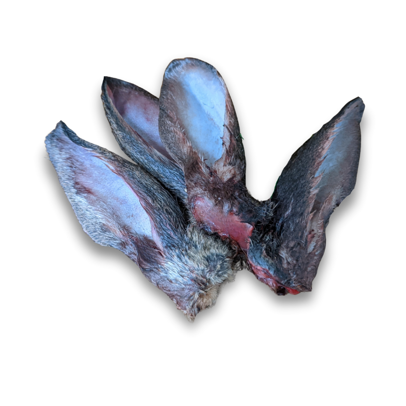 Pair of bat-like wings on a white background