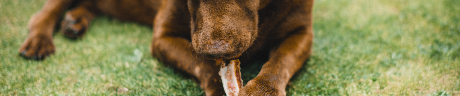 Meaty Bones For Dogs in Australia