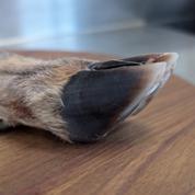Deer Feet