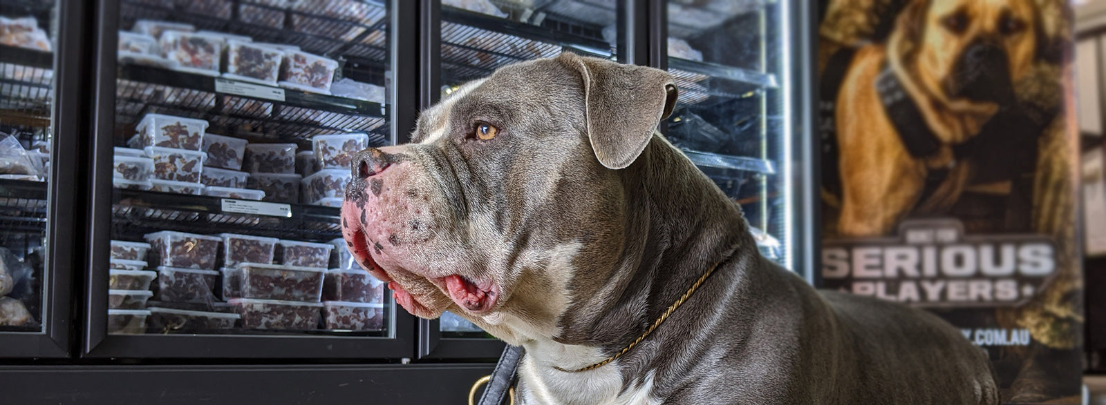 Raw Food Meal Plan For Dogs & Cats