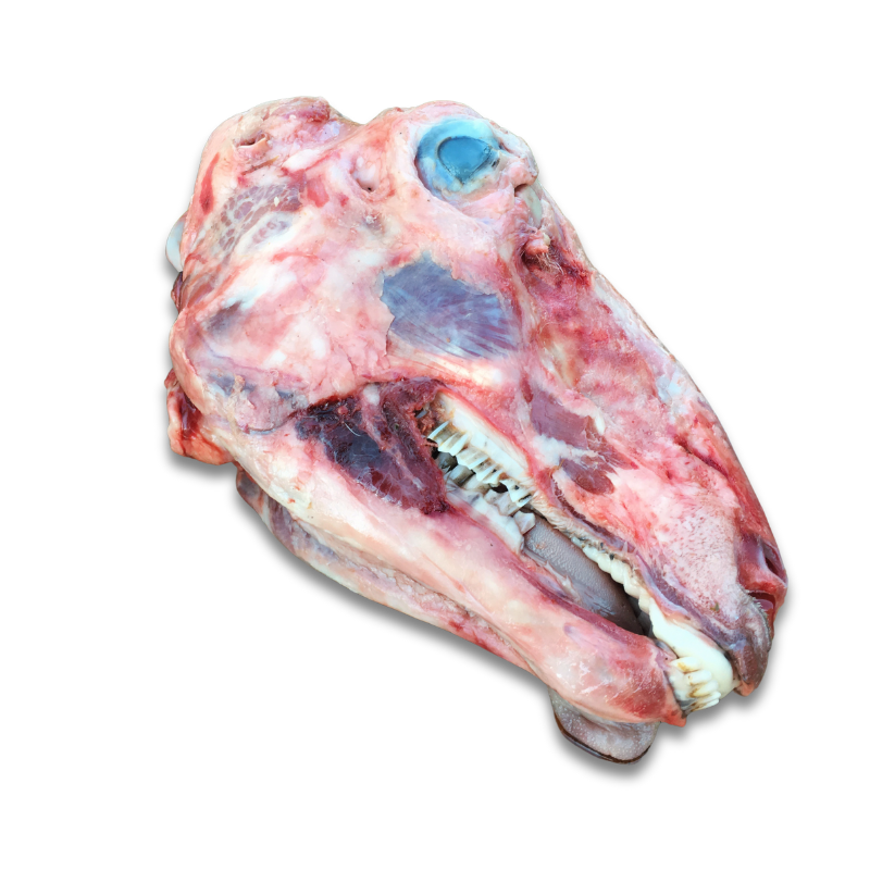 Whole raw lamb head