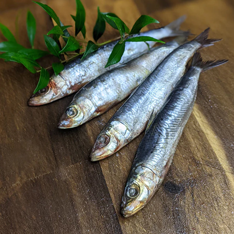 Whole raw fresh sardines for raw feeding dogs and cats