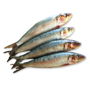 Primal Omega Protein Pack