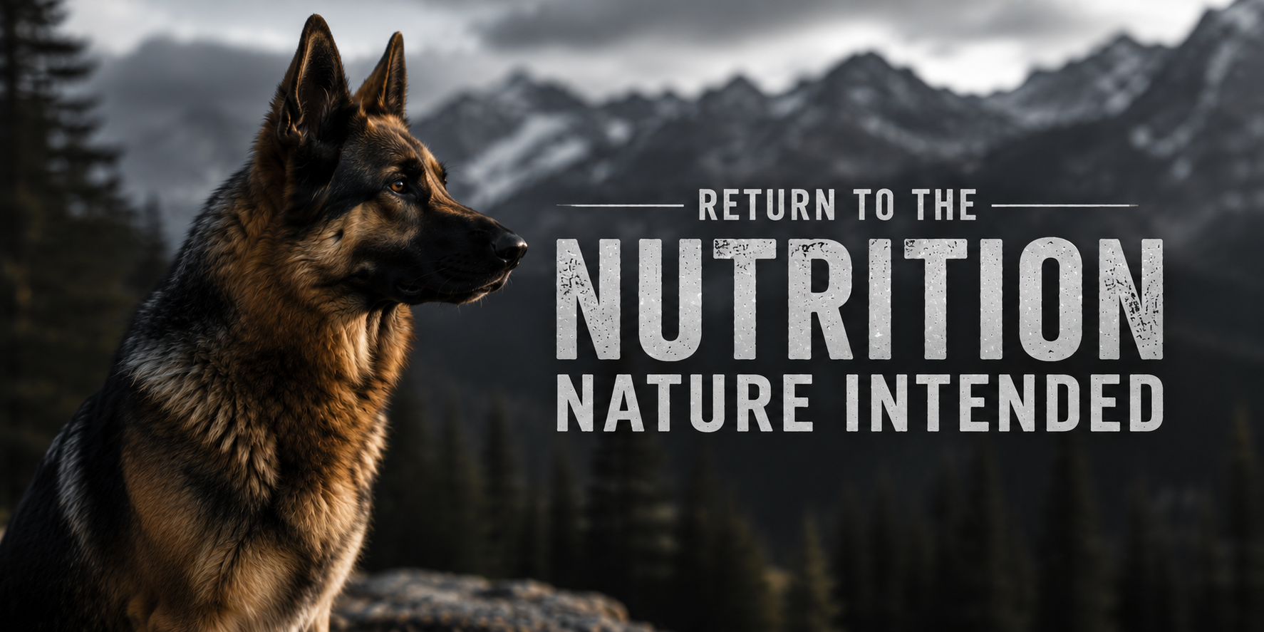 website-banner-3.png