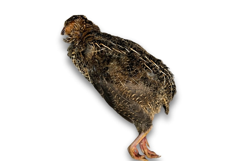 whole-quail.jpg