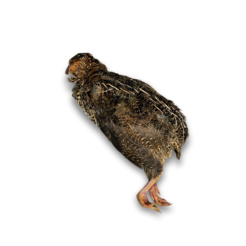 whole-quail.jpg