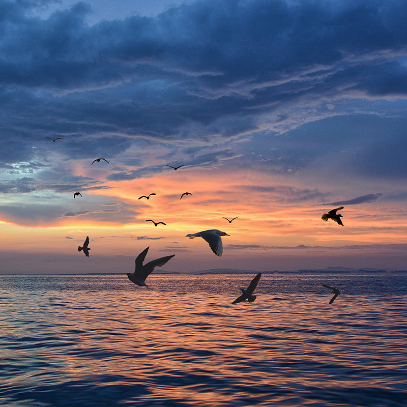 Button Bird Products For Dogs & Vats