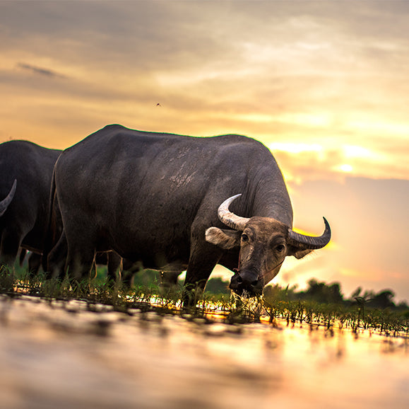 Best Raw Dog Food Australia