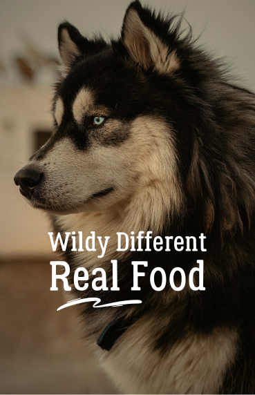 Real Food For Dog