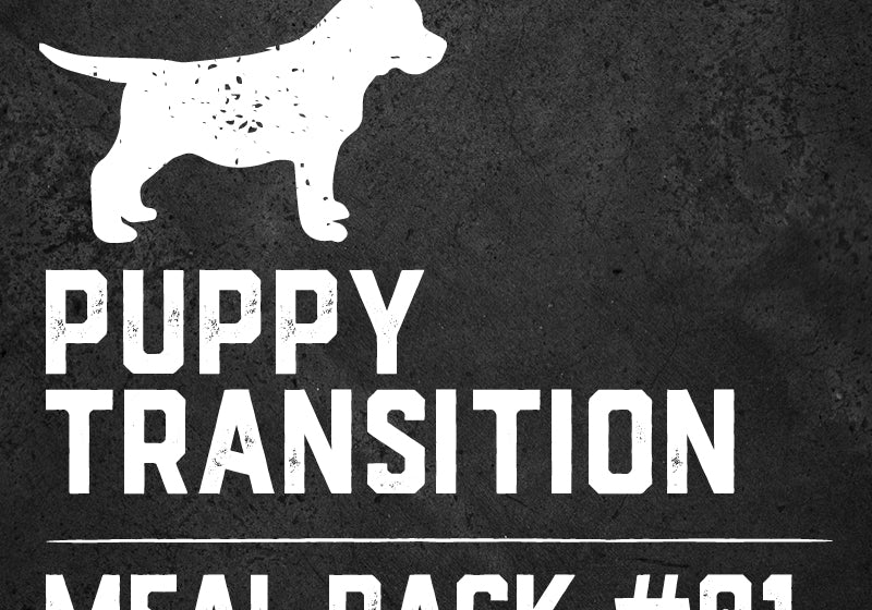 Raw Feeding Puppy Transition