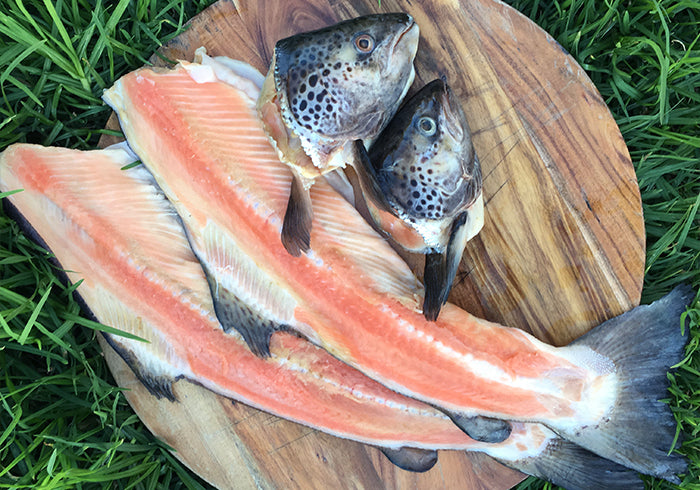 Salmon Frames Dog Food