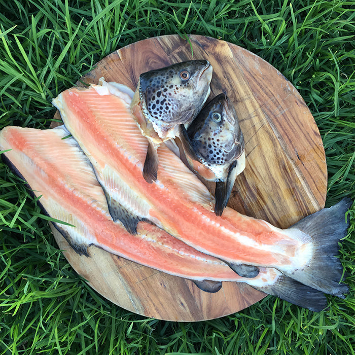 Salmon Frames Dog Food