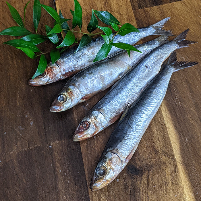 Raw Sardines for raw feeding Dogs, cats and puppies