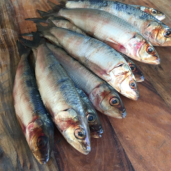 Sardines Raw Dog Food