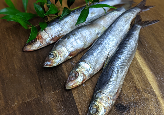 Sardines Wild Dog Food